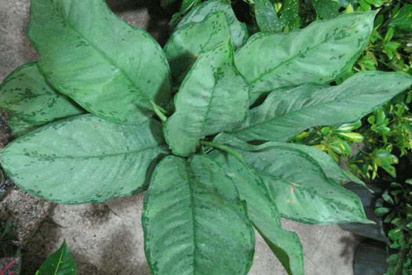 آگلونما کاهویی